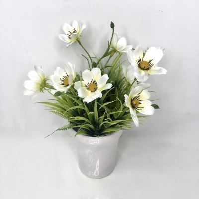 White Cosmos In White Pot 26cm