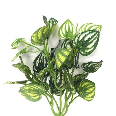 Green Peperomia Foliage 36cm