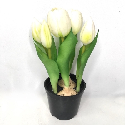 White Tulip in Pot 20cm
