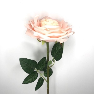 Champagne Marie Rose 73cm
