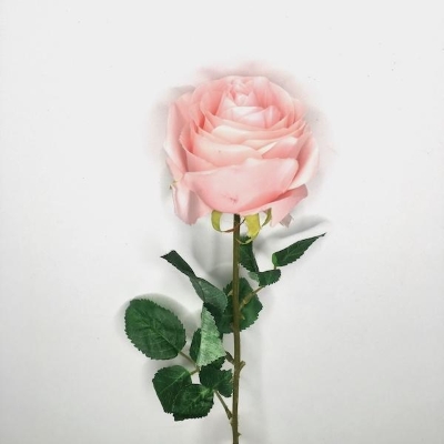 Pale Pink Harper Rose 63cm