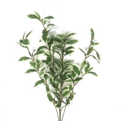 Variegated Pittosporum 54cm