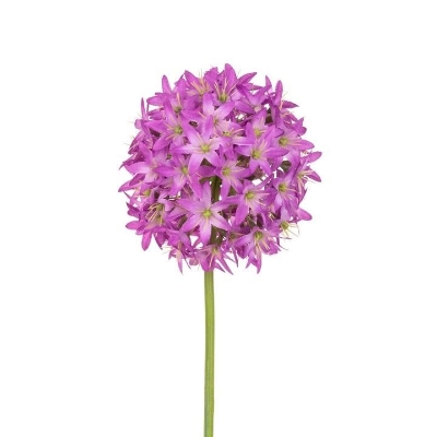 Magenta Allium 62cm