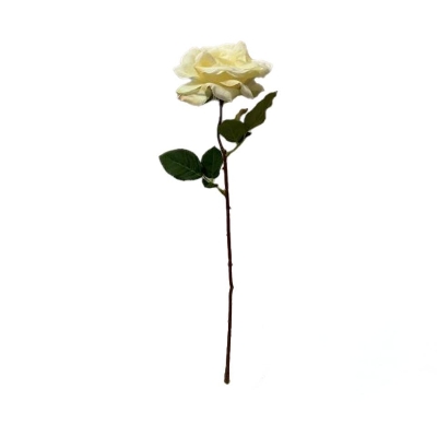 Cappuccino Rose 50cm