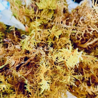 Fresh Welsh Moss