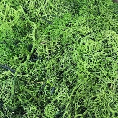 Green Reindeer Moss 450g
