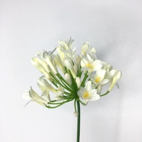 Agapanthus