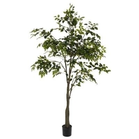 Green Ficus Tree 210cm