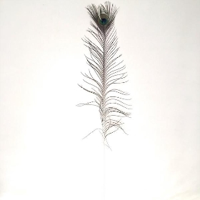 Peacock Feather 100cm