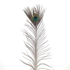 Peacock Feather 100cm