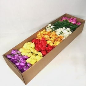 42 x Assorted Tulip Bush 35cm
