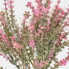 48 x Assorted Flowering Heather Bush 35cm