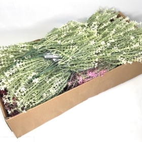 48 x Assorted Flowering Heather Bush 35cm