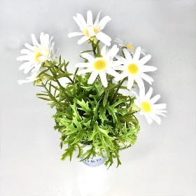 White Daisies in Tin Pot 27cm