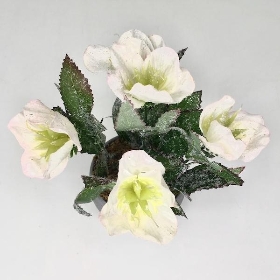 Frosted Helebore 18cm