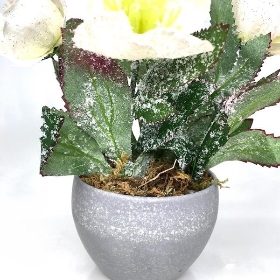 Frosted Helebore 18cm