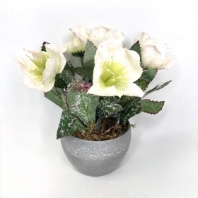Frosted Helebore 18cm