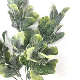 Green Frosted Bayleaf Bush 33cm