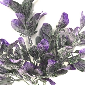 Lilac Frosted Bayleaf Bush 33cm