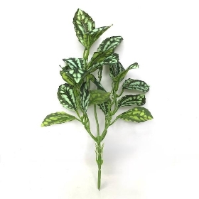 Gren Pilea Cadierei Foliage 35cm