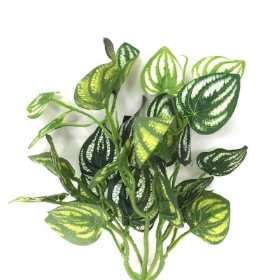 Green Peperomia Foliage 30cm