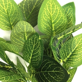 Dark Green White Ash Foliage 34cm