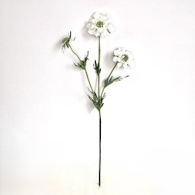 Ivory Scabious 73cm