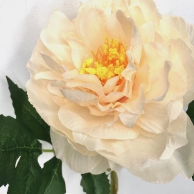 Ivory Open Peony Stem 50cm