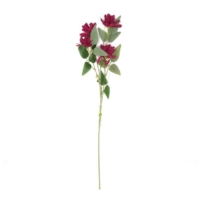 Burgundy Honeysuckle 75cm