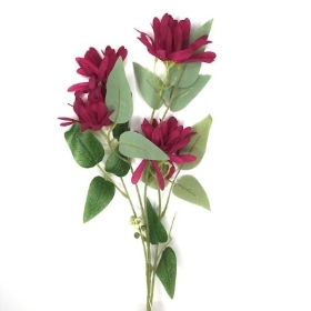 Burgundy Honeysuckle 75cm