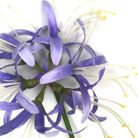 Lavender Spider Lily 64cm