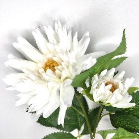 White China Aster 60cm