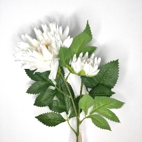 White China Aster 60cm
