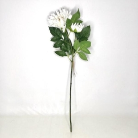 White China Aster 60cm