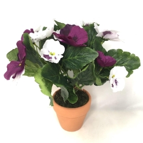 Purple Pansy in Ceramic Pot 25cm