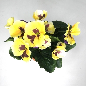 Yellow Pansy in Ceramic Pot 25cm