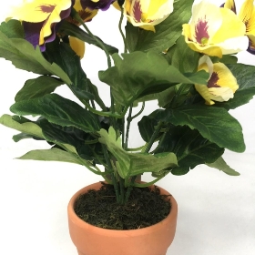 Yellow Pansy in Ceramic Pot 25cm