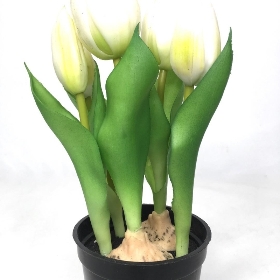 White Tulip in Pot 20cm
