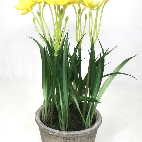 Yellow Mini Daffodil in Pot 27cm