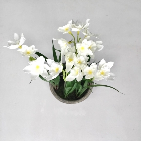 White Mini Daffodil in Pot 27cm
