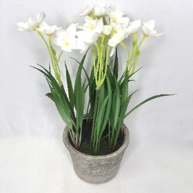 White Mini Daffodil in Pot 27cm