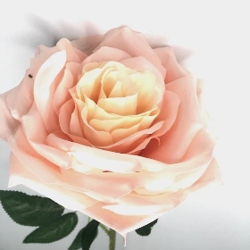 Champagne Marie Rose 73cm