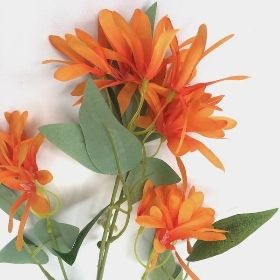 Orange Honeysuckle 75cm