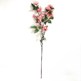Pink Birdwood 72cm