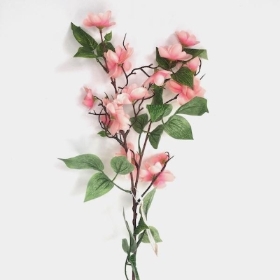 Pink Birdwood 72cm