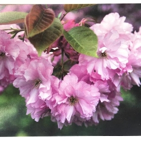 Pink Flowers Folding Card x 25