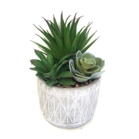 Green Succulents In Diamond Pot 20cm