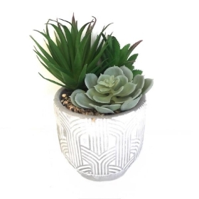 Green Succulents In Striped Pot 20cm