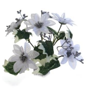 White Poinsettia Bush 30cm