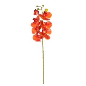 Sunset Phalaenopsis Orchid 72cm